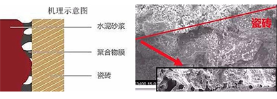 瓷磚粘結劑粘貼瓷磚牢固程度與什么有關？